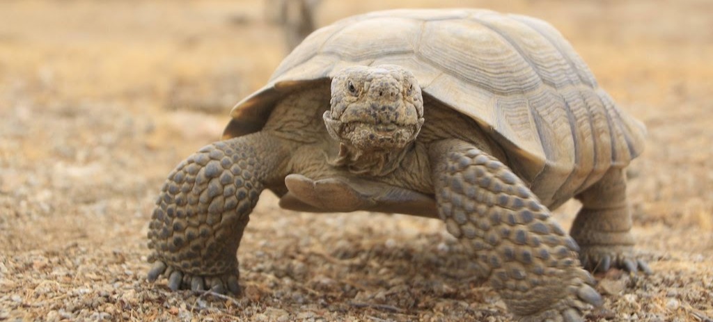 How Animals Survive Dry Season