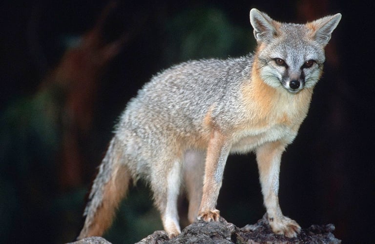 Zorro Gris / Gray Fox (Urocyon cinereoargenteus)