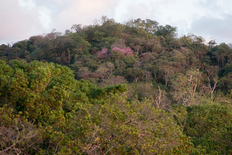 Las Catalinas