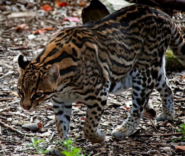 An Identification Guide to Animals in the Reserve at Las Catalinas