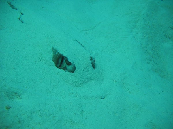 A stingray buried in the sand