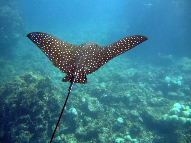 Raya Águila Moteada / Pacific White-Spotted Eagle Ray (Aetobatus narinari)