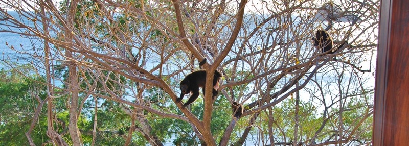 Where to See Baby Sloths in Guanacaste-3