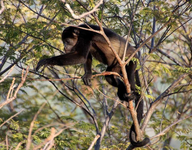 howler-monkey